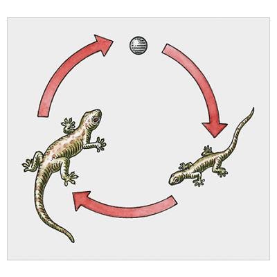 Gecko Lifecycle