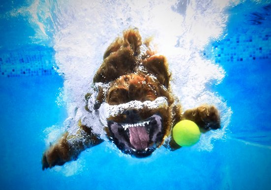 Cavalier King Charles fetching in the water